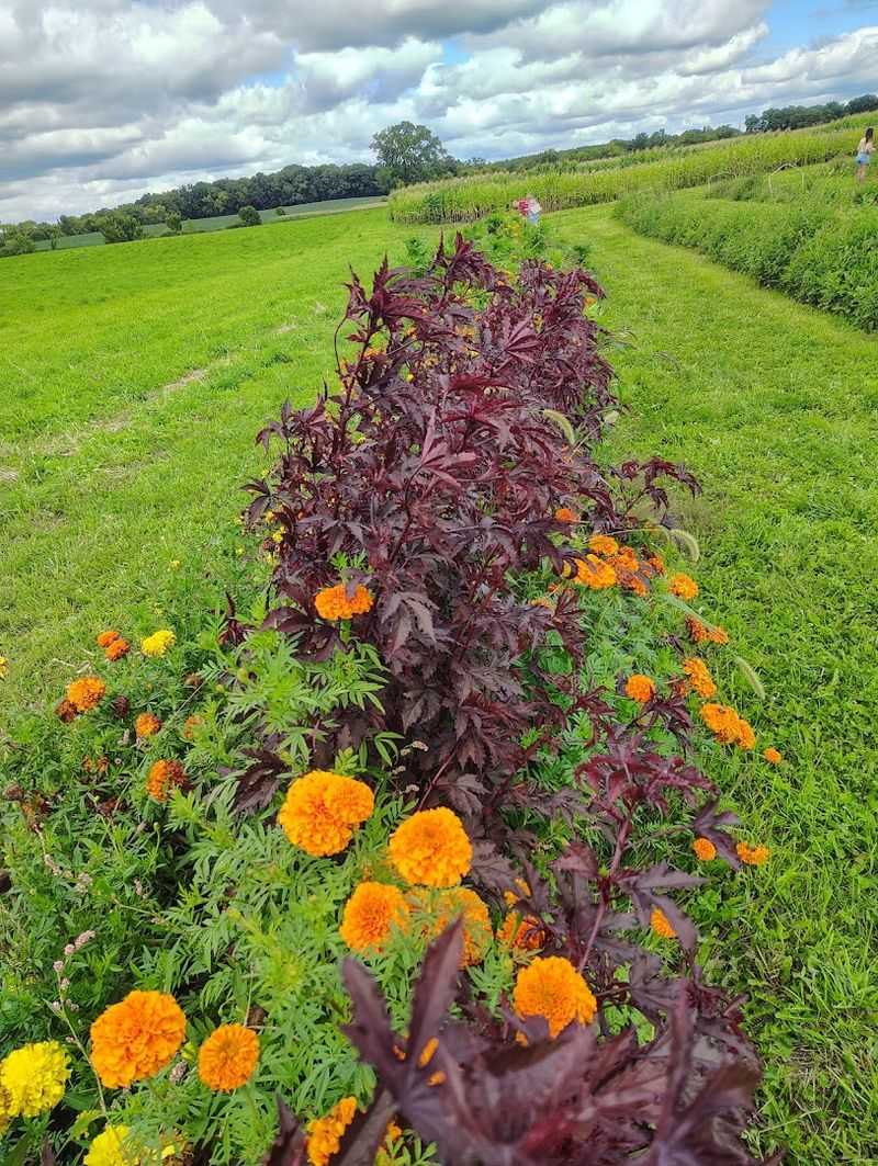 A Relaxing Farm Experience Far From Busy City Streets