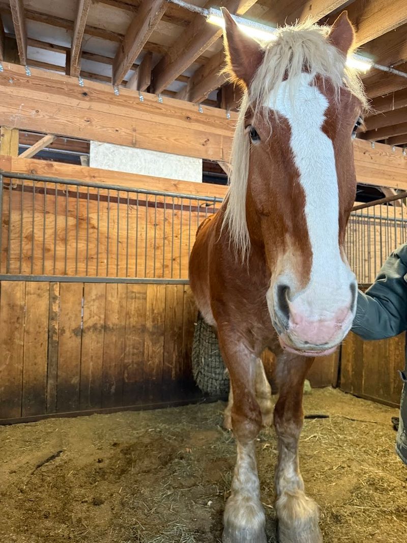 The Horse-Drawn Carriage Ride That Sets The Tone For Everything