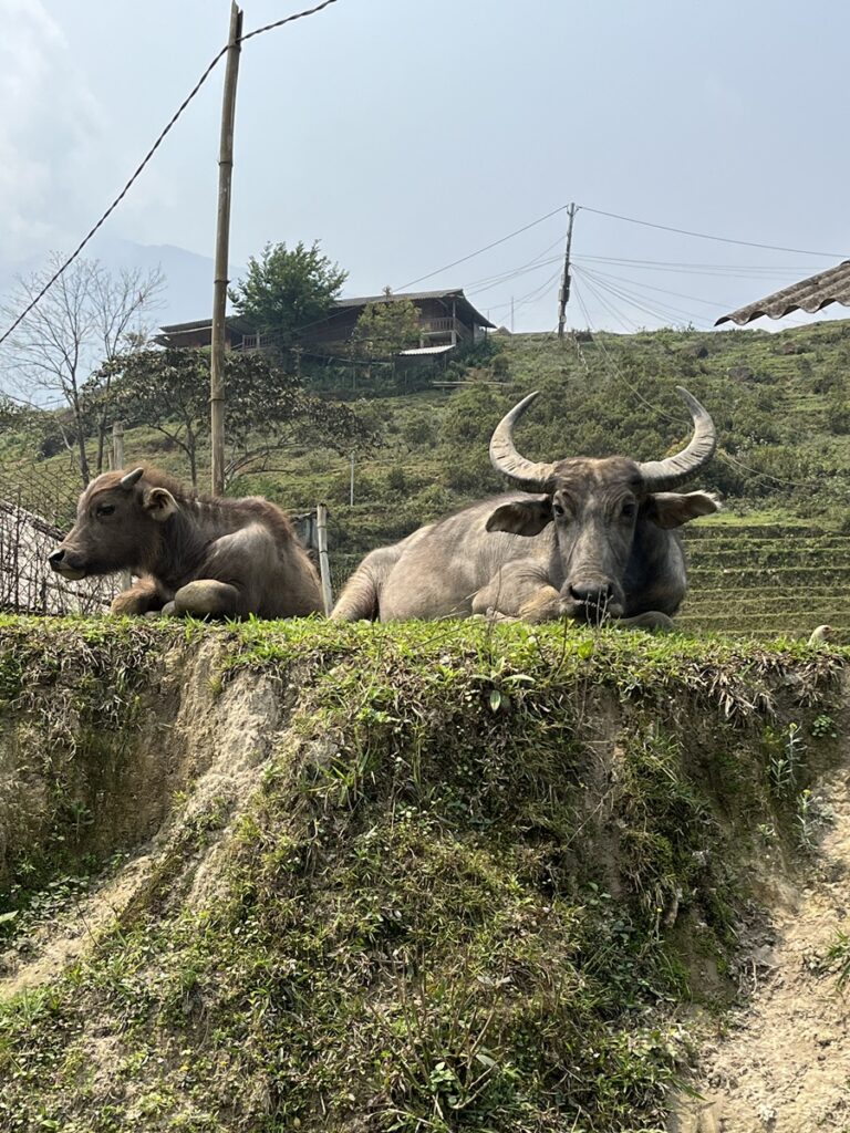 Water buffalo lazing along our trek in Sapa Region Vietnam