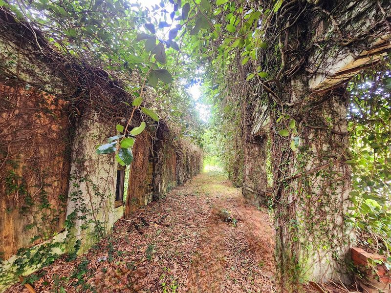 The Mysterious History Of Ellaville, Florida