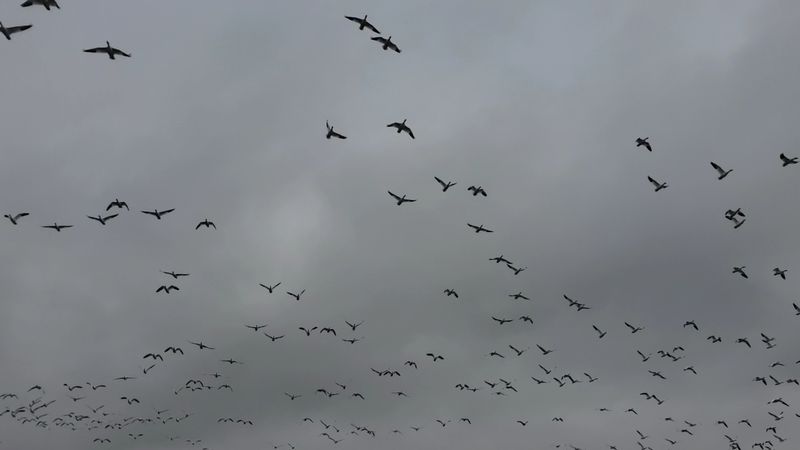 Migration Season And Why Photographers Plan Trips Around It