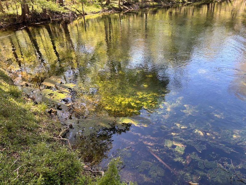 Wildlife You Might See Around Poe Springs