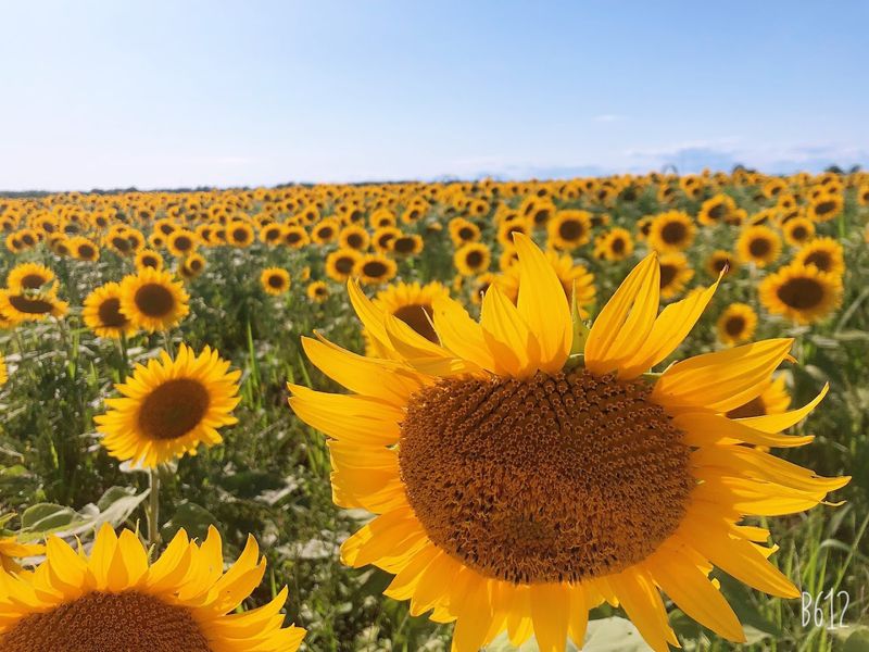 Why The North Fork Sunflower Maze Deserves A Spot On Your 2026 Summer Plans