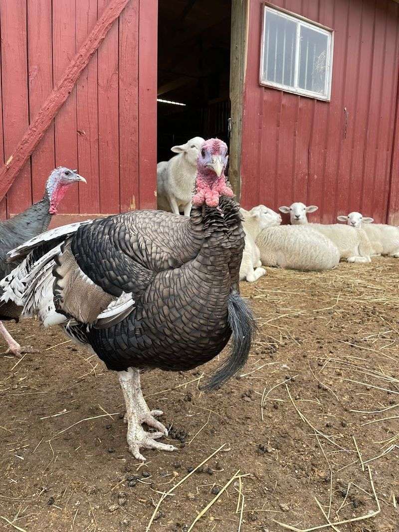 The Sunday Open Barn Experience Every Visitor Should Know About