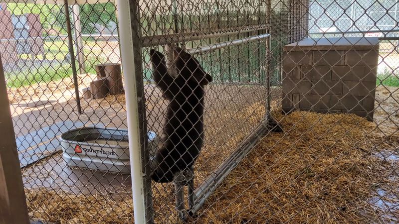 The Bear Cubs Visitors Can Safely See And Photograph