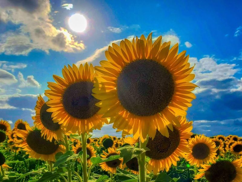 What Makes Sunflowers So Visually Compelling