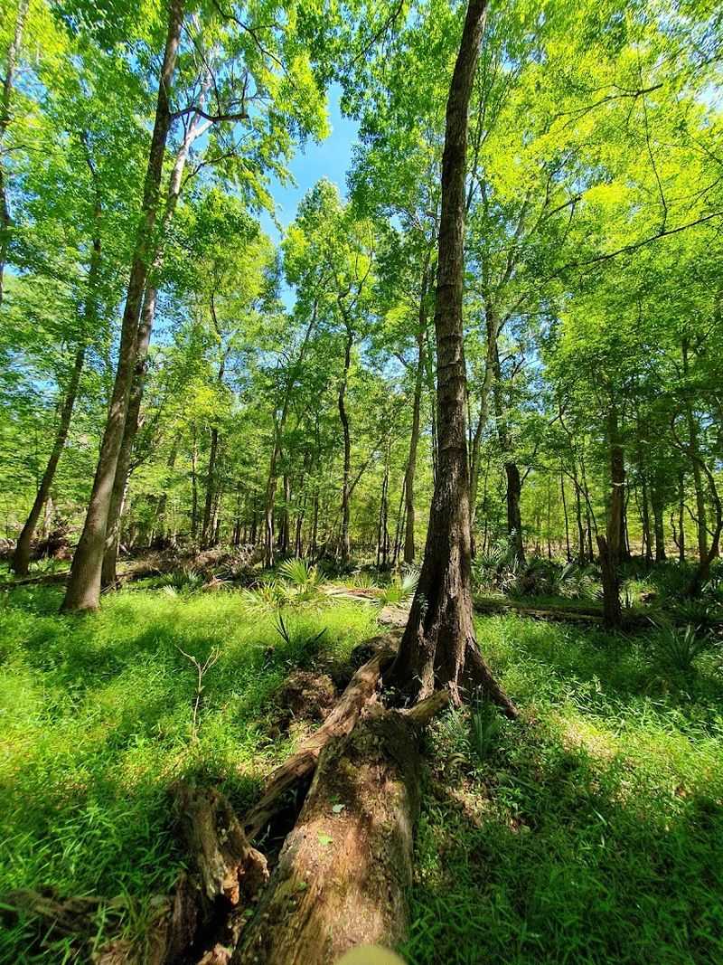 Wildlife Encounters On The Blue Springs Loop Trail