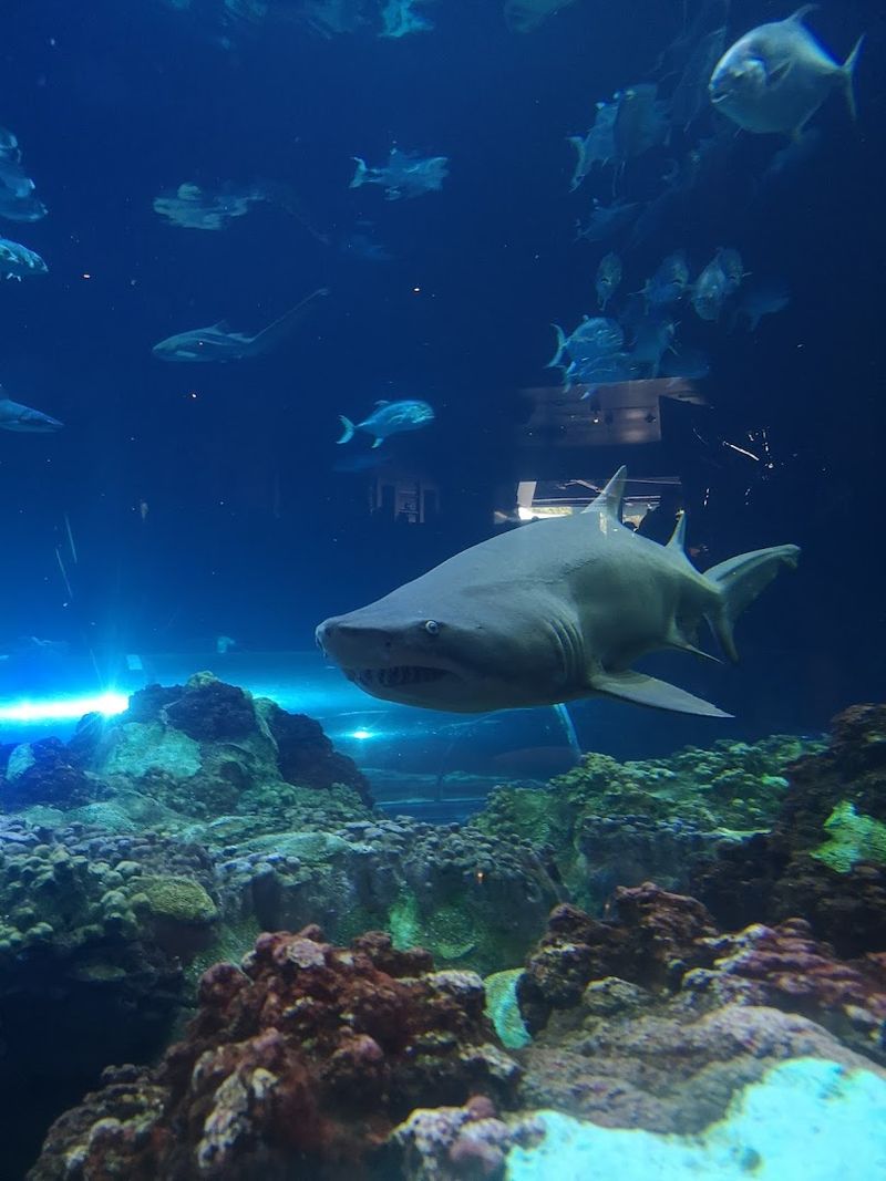 The Dazzling Aquarium At Sharks Underwater Grill