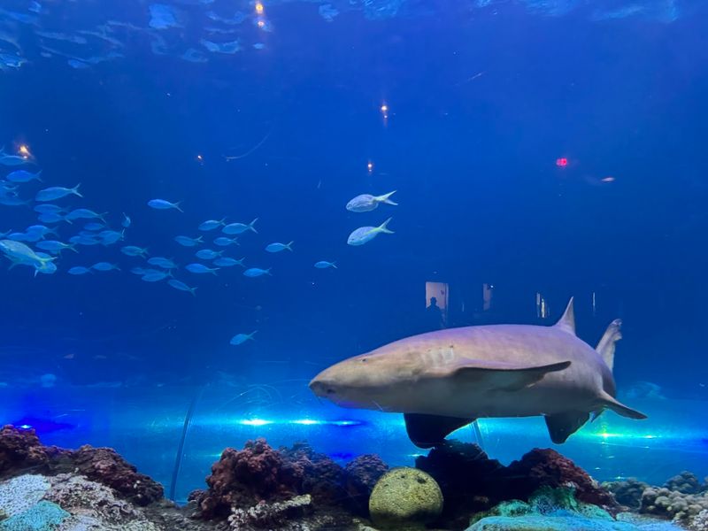 Stunning Underwater Views At Sharks Underwater Grill
