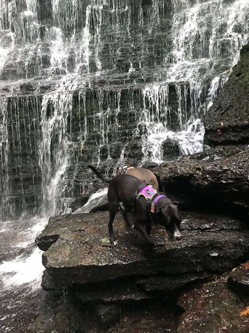 Pet Owners Will Appreciate This Trail