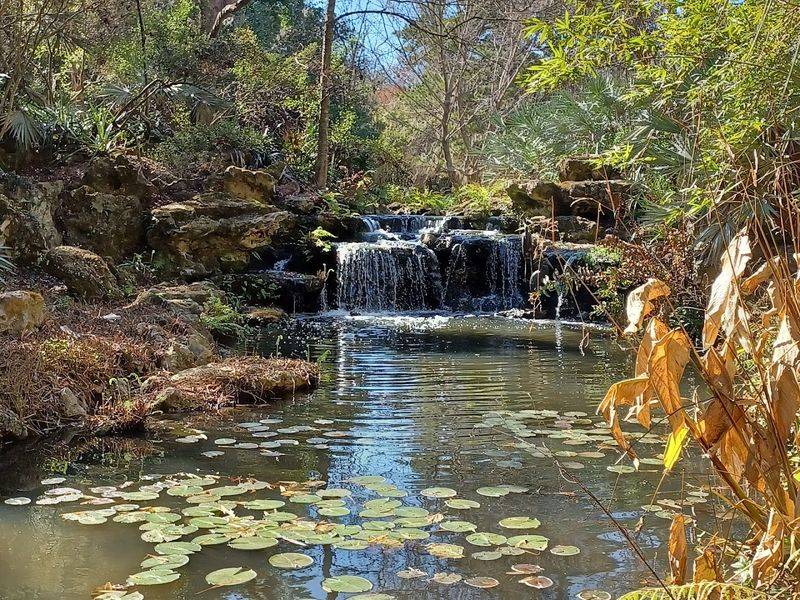 The Seasonal Bloom That Brings The Pond To Life Each Year