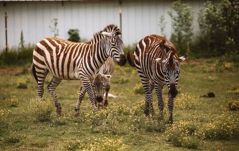 Hands-On Wildlife Encounters At Wilstem Ranch