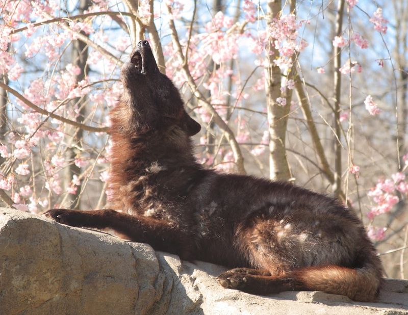 Programs Designed For Kids That Adults Secretly Enjoy More