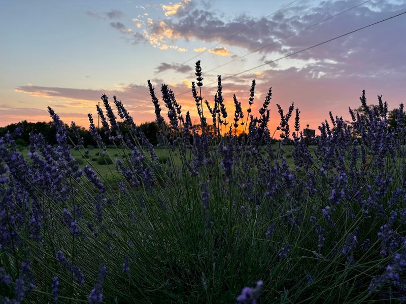 Four Sisters Lavender Farm — Clinton