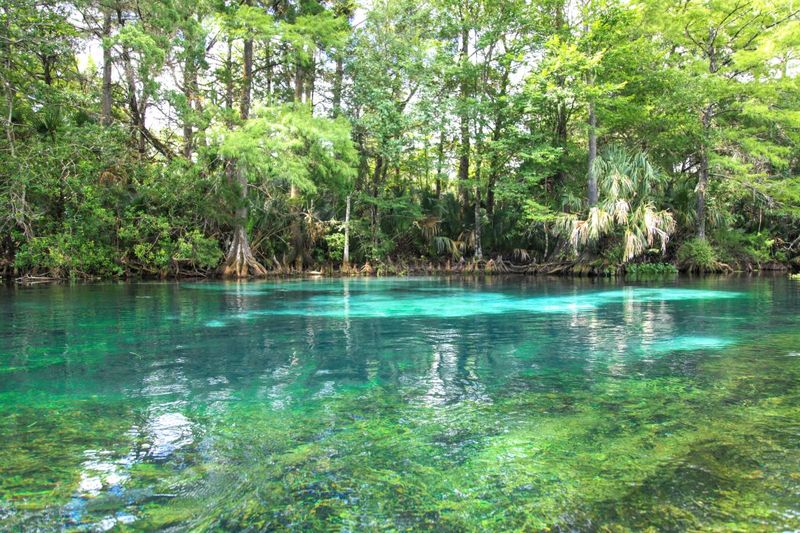 A Natural Spring That Pumps Out Millions Of Gallons Daily