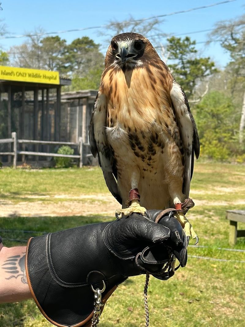 Evelyn Alexander Wildlife Rescue Center