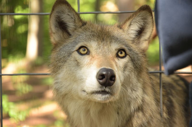 Adirondack Wildlife Refuge