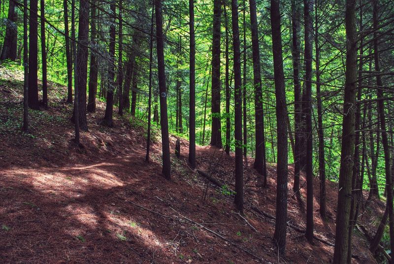 Mount Pisgah Hemlock Trail (Wildcat Mountain State Park)