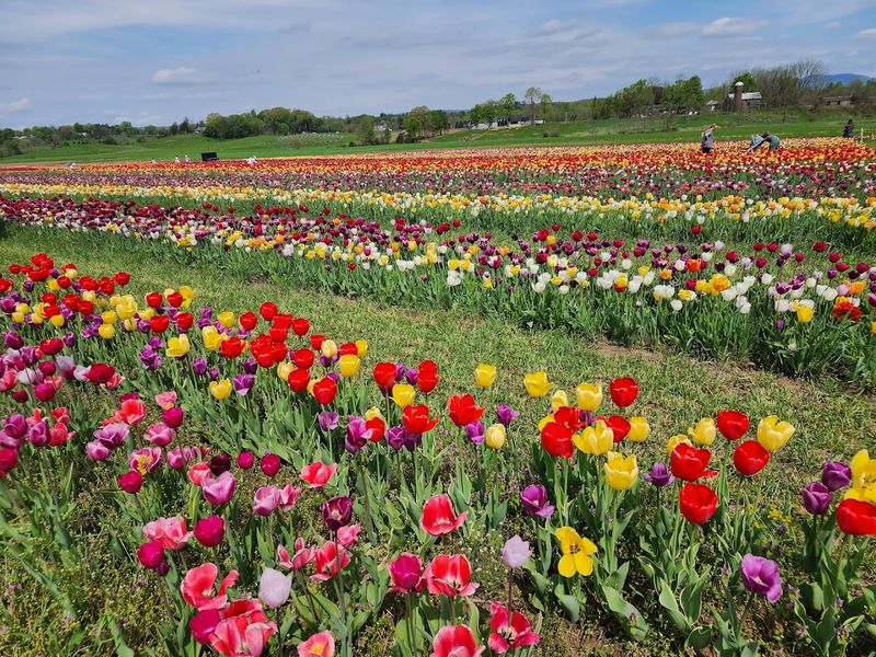 Kelder's Farm Tulip Festival