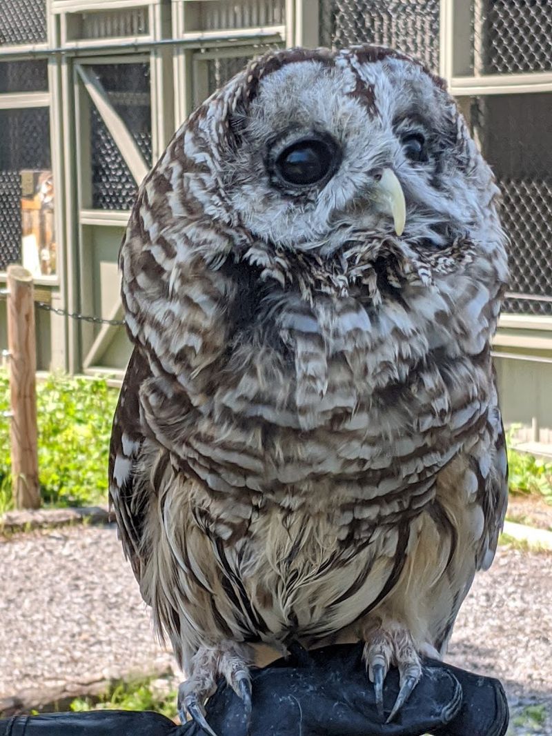 Hawk Creek Wildlife Center