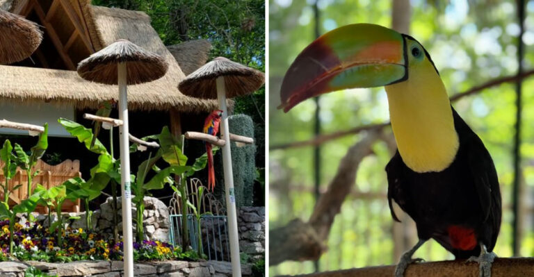 You Might Feel Like You’ve Stumbled Into A Secret Jungle At This Tennessee Bird Sanctuary