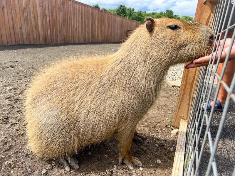 Capybara Encounters That Steal The Show