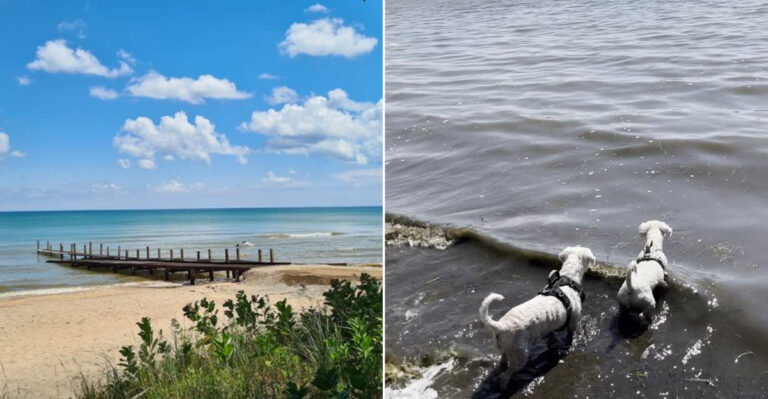 10 Must-Visit Dog Beaches In Wisconsin For The Happiest Day Ever