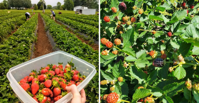 10 Tennessee U-Pick Farms Where The Whole Family Leaves With Baskets Loaded And Joy All Around
