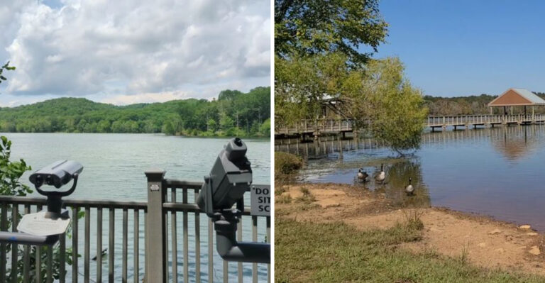 10 Top Bird-Watching Spots In Tennessee Every Local Should Visit At Least Once
