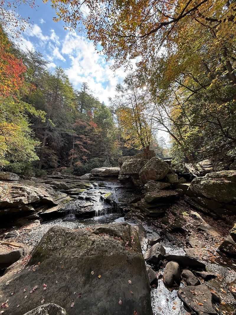 Savage Gulf State Park, Palmer