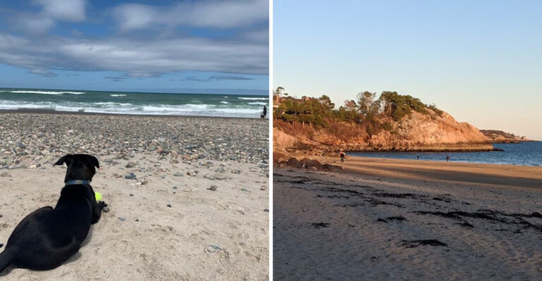 11 Amazing Dog Beaches In Massachusetts That Will Make Your Pup Overjoyed