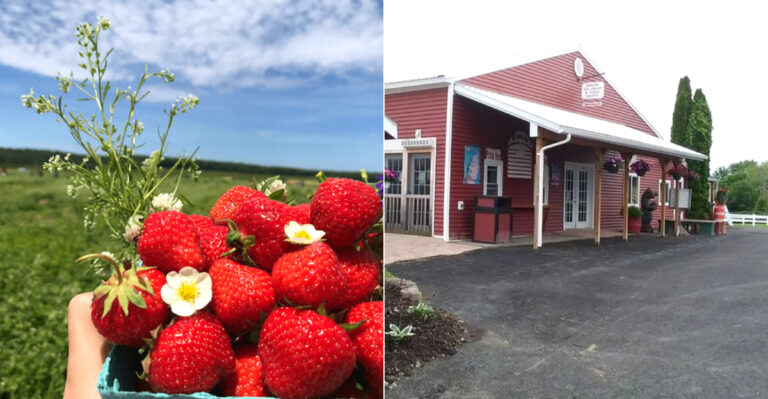 9 Fun New York U-Pick Farms Families Will Be Eager To Visit This Year