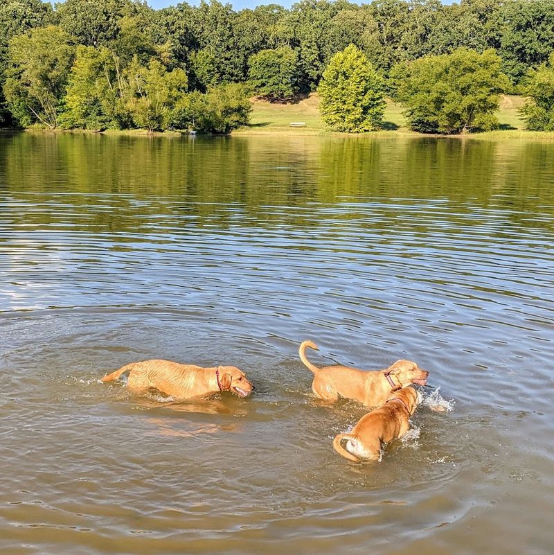 Multiple Ponds That Turn Every Visit Into A Swimming Adventure