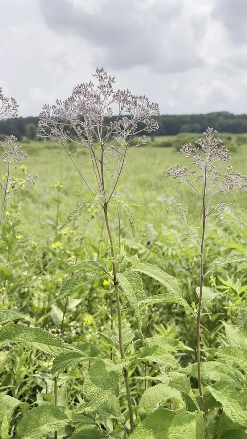 Home To One Of The World's Oldest Restored Prairies