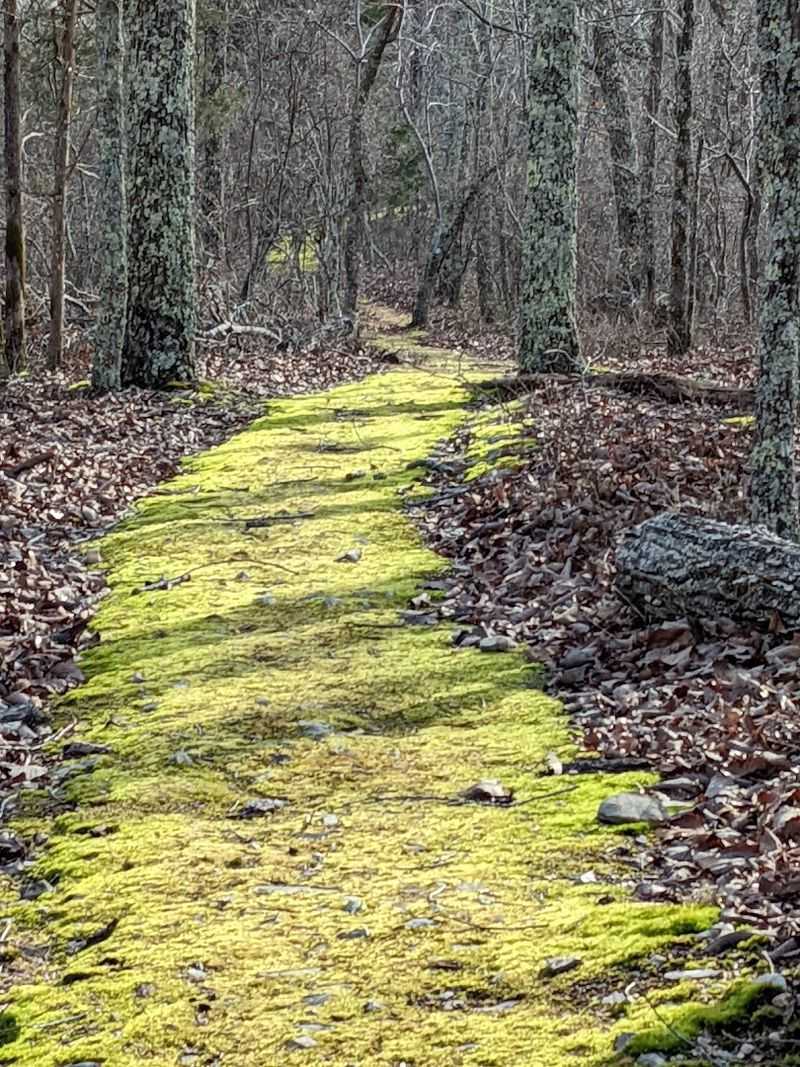 Hiking Trails That Wind Through Moss-Covered Tennessee Wilderness