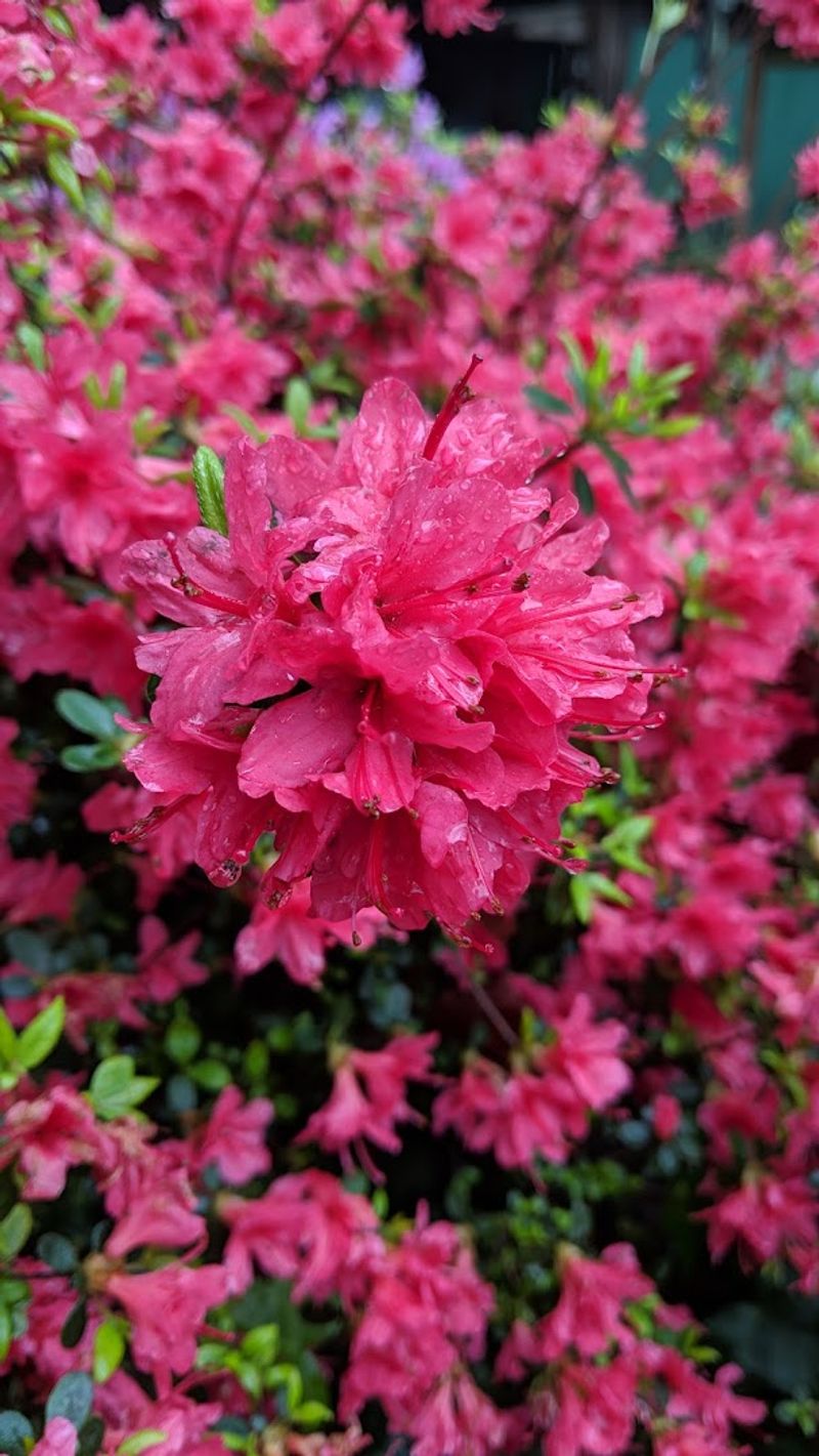 The Azalea Blooms That Turn Heads Every Spring