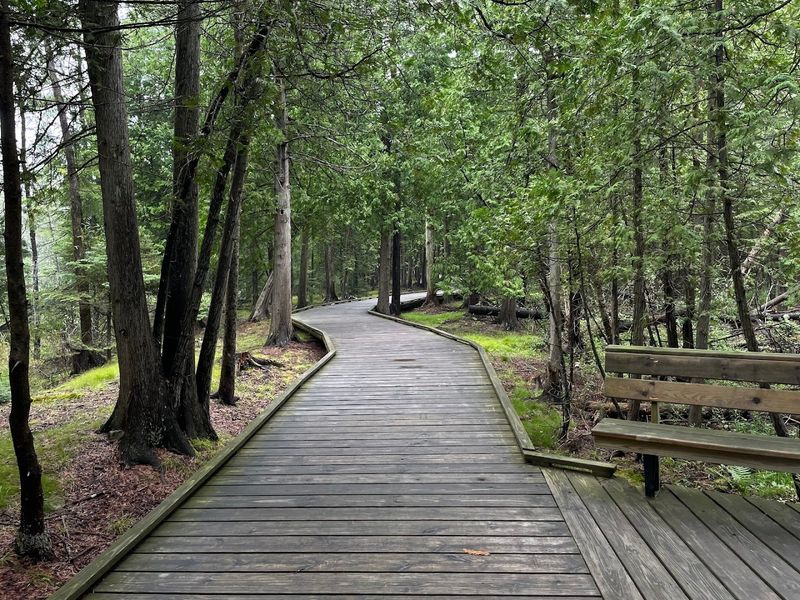 Miles Of Wooden Boardwalks Winding Through Quiet Forest And Wetlands