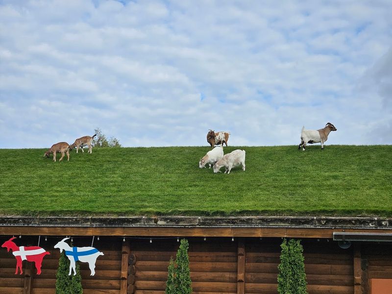 The Sod Roof And Goats That Put It On The Map