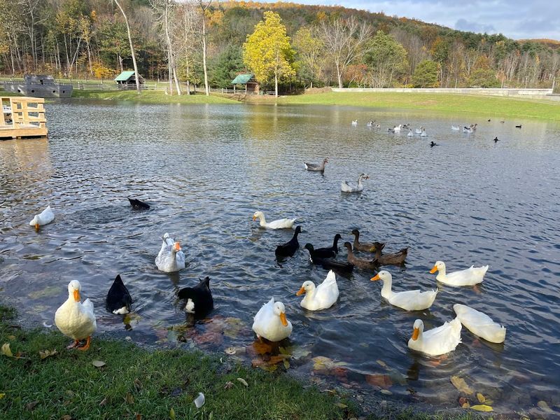 Farmland Animal Park And What You Need To Know Before You Go