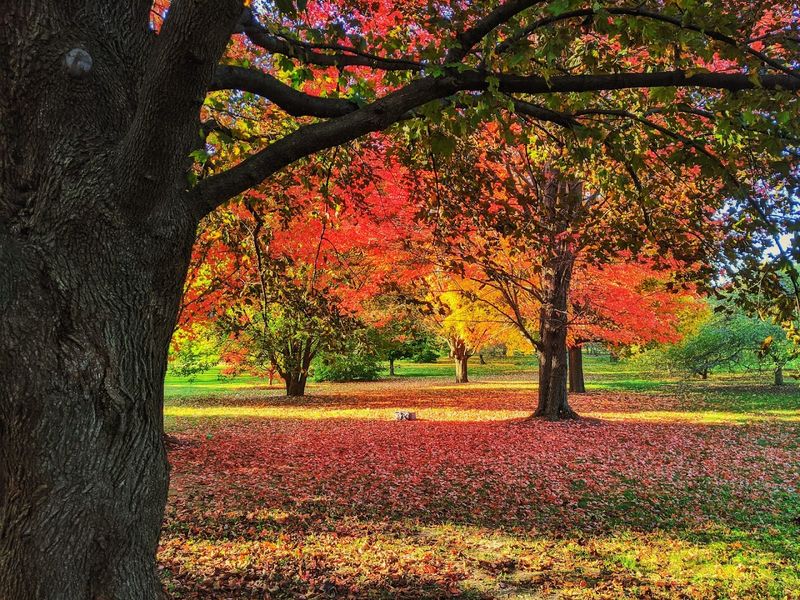Gardens Featuring A Wide Variety Of Trees And Plants