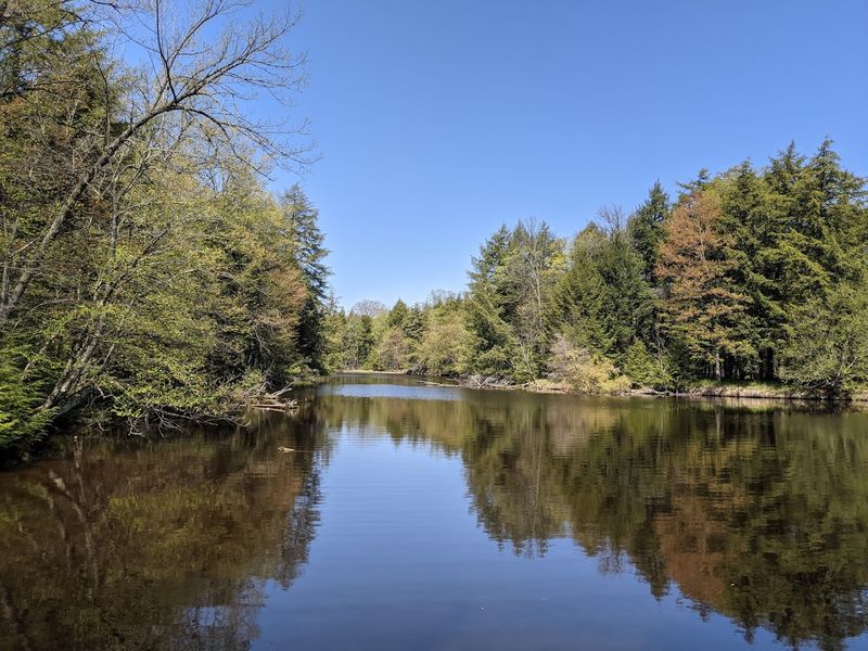 Wildlife Sightings In A Peaceful Natural Setting