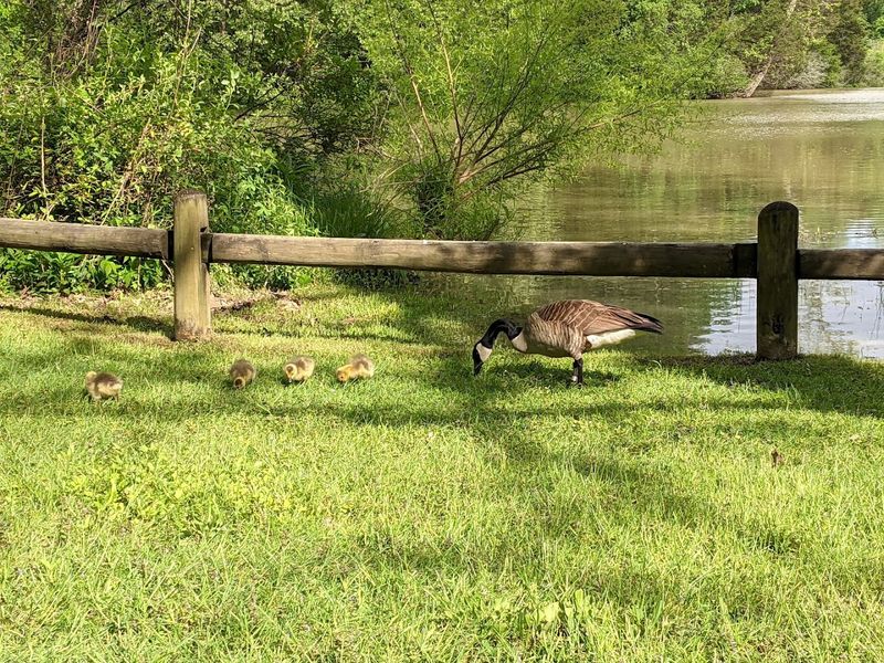 Wildlife That Puts On A Show Without Any Prompting