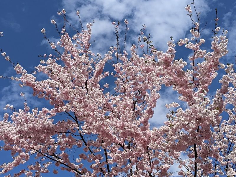 Spring Blossoms That Rival Any Impressionist Canvas
