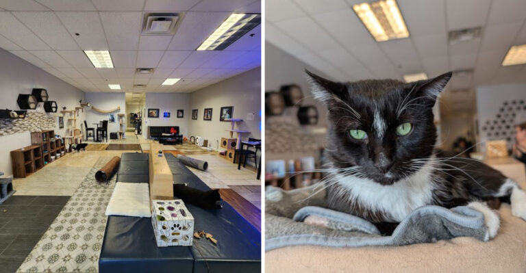 A Massachusetts Café Where Rescue Cats Relax As You Enjoy Your Coffee