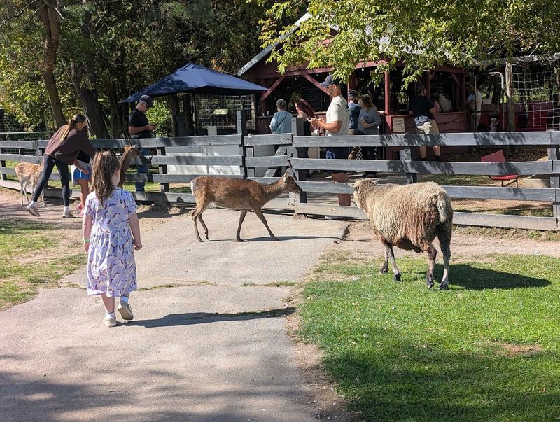 Fort Rickey Discovery Zoo And What Makes It Stand Apart