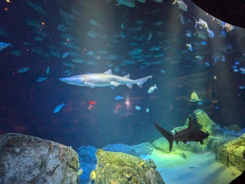 The Shark Exhibit That Changes How You See These Animals