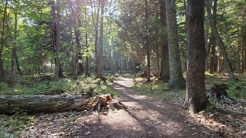 Campsites Surrounded By Forest And Lake Breezes