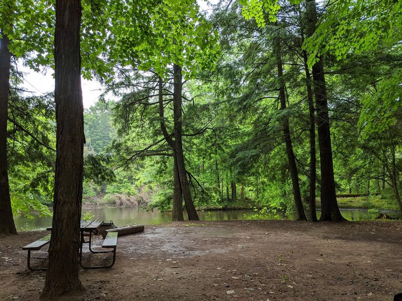A Relaxing Campground Surrounded By Forest