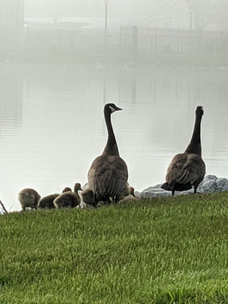 The Wild Side Of This Surprisingly Urban Park