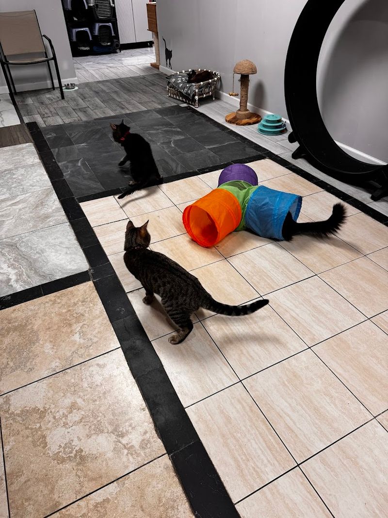 How The Cat Introduction Process Actually Works